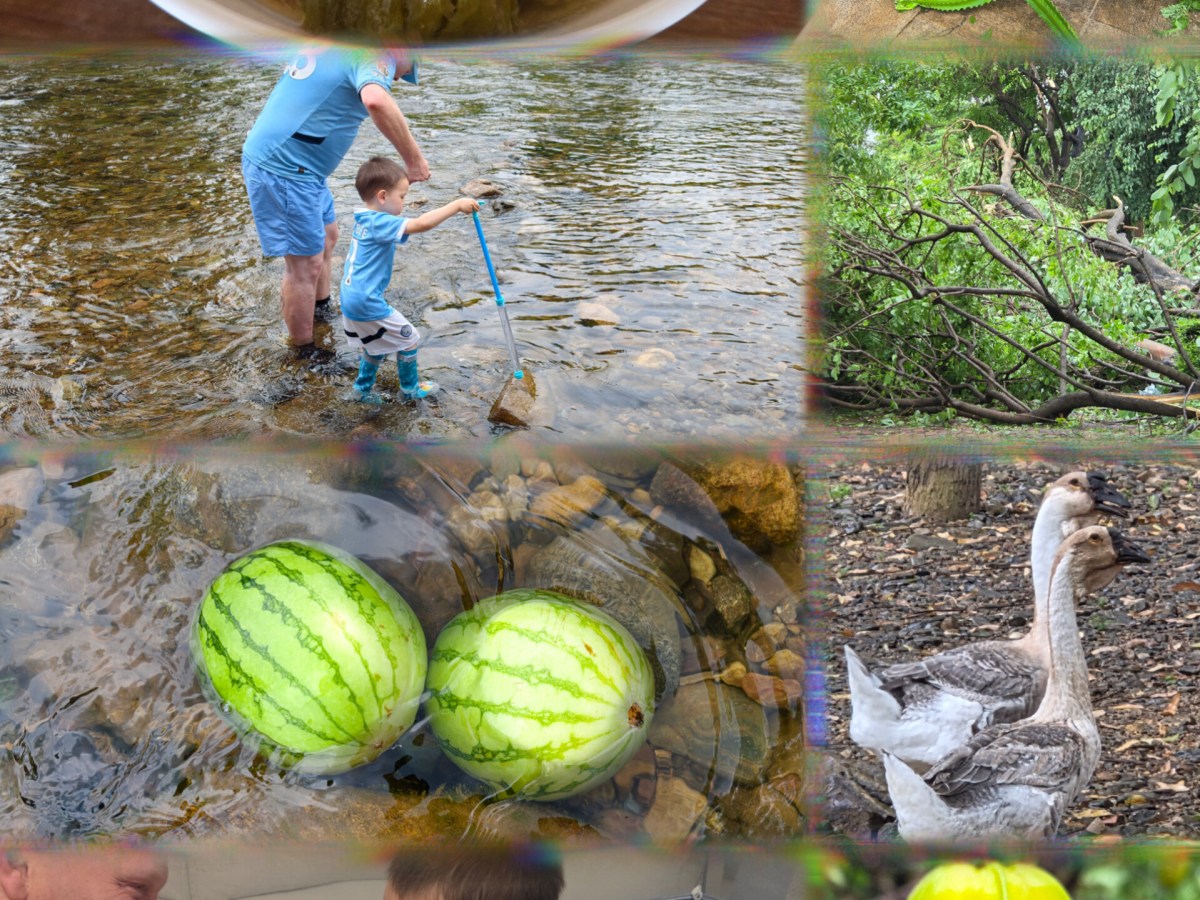 Summer 2026: Watermelon&nbsp;seeds
